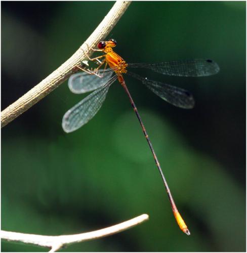 Heteragrion aurantiacum