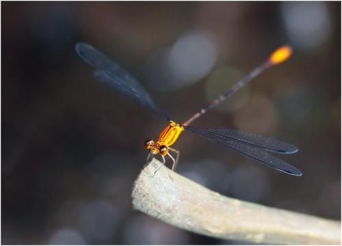 Heteragrion aurantiacum