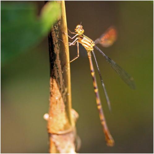 Heteragrion aurantiacum