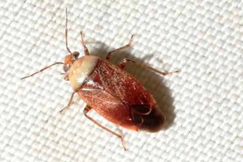 Réf. 137 944 : Agnocoris sp.