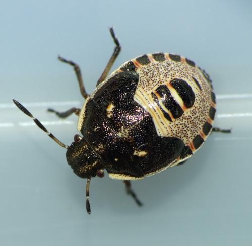 Holcostethus sphacelatus