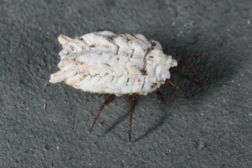 Orthezia urticae
