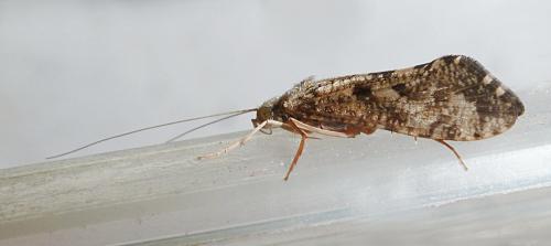 Hydropsyche siltalai