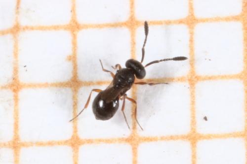 Trimorus sp.