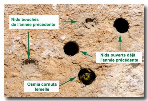Osmia cornuta