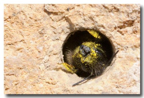 Osmia cornuta