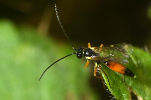Réf. 137 044 : Cryptinae inconnu