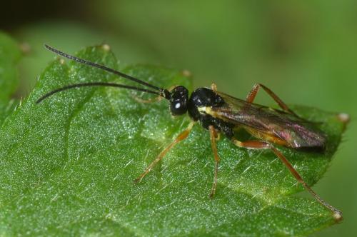 Cryptinae