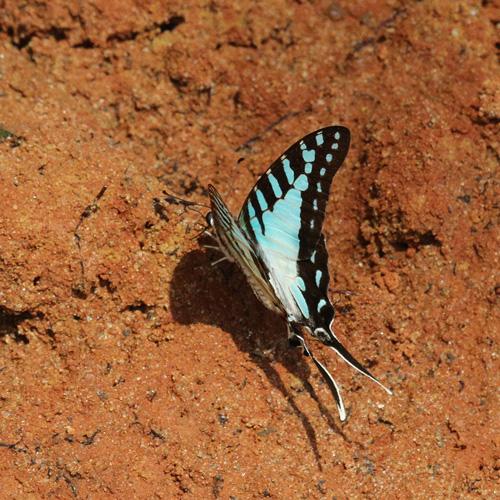 Graphium evombar