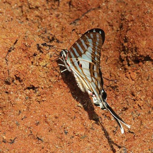 Réf. 137 102 : Graphium evombar