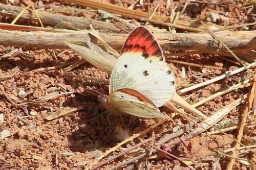 Colotis danae