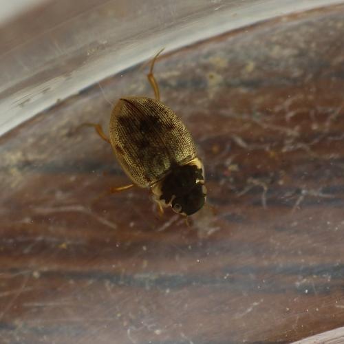 Réf. 137 065 : Laccobius sp.