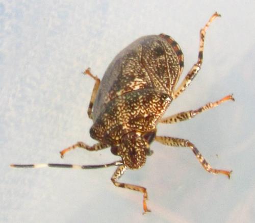 Antiteuchus guianensis