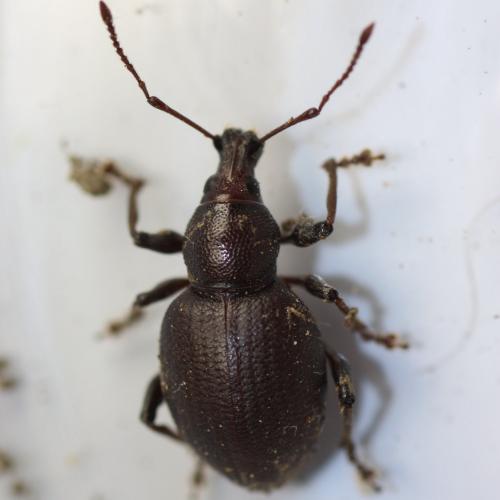 Réf. 137 214 : Otiorhynchus morio