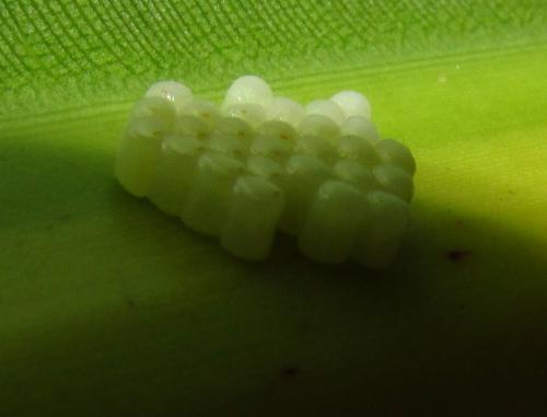 Antiteuchus guianensis