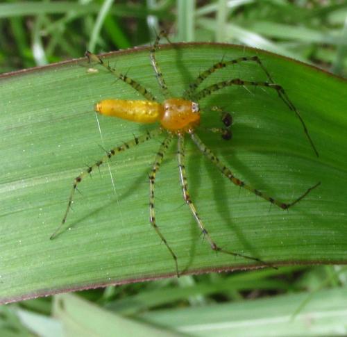 Peucetia flava