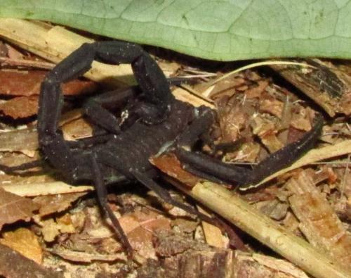 Tityus sp.
