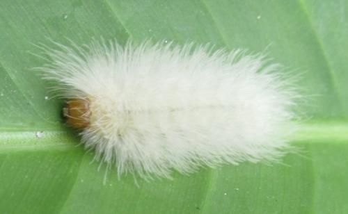 Arctiinae