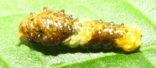Papilio sp.