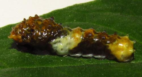 Papilio sp.