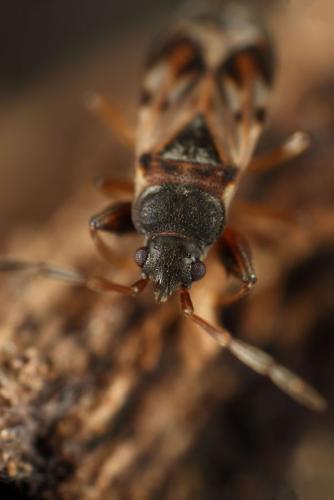 Scolopostethus sp.