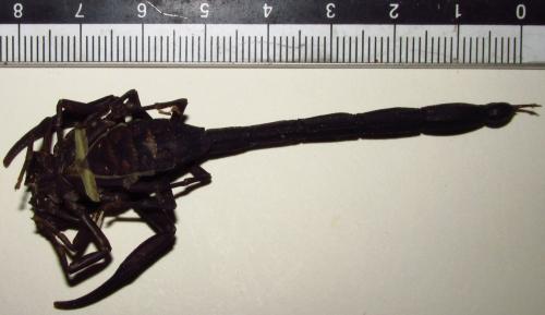 Tityus sp.