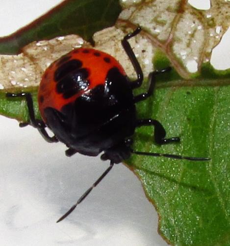 Stiretrus decemguttatus