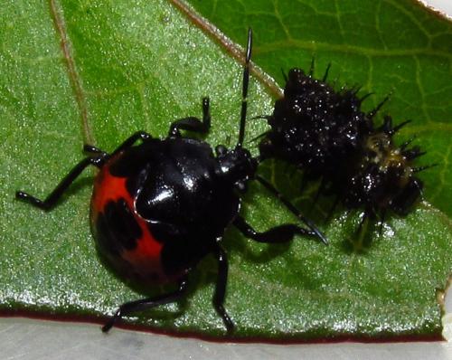 Stiretrus decemguttatus