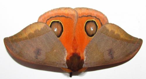 Automeris sp.