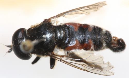 Réf. 137 182 : Eumerus ancylostylus