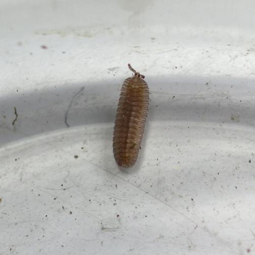 Réf. 137 624 : Hirudisoma latum
