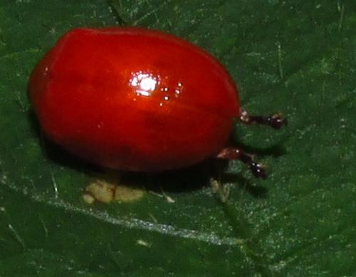 Pedilia rufa