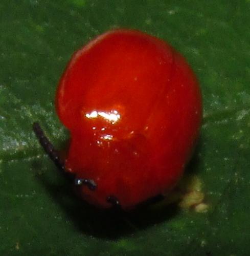 Pedilia rufa