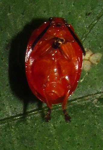 Pedilia rufa