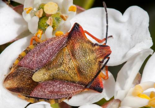 Réf. 137 719 : Carpocoris mediterraneus atlanticus