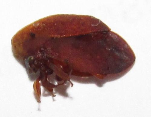Réf. 137 477 : Stegaspis fronditia