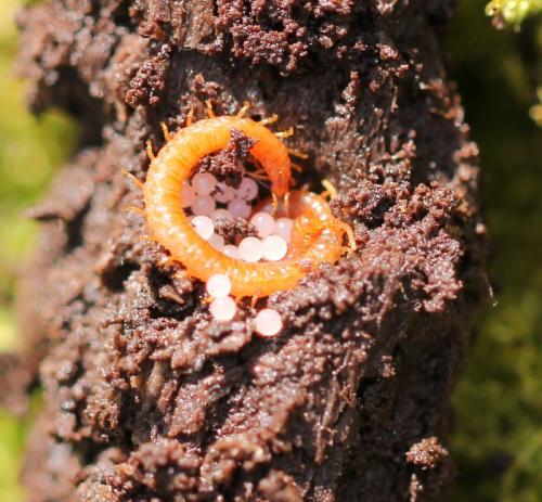 Réf. 137 924 : Strigamia acuminata