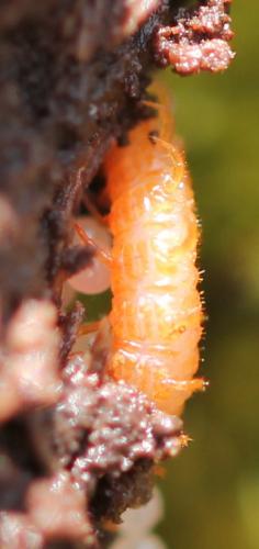Réf. 137 925 : Strigamia acuminata