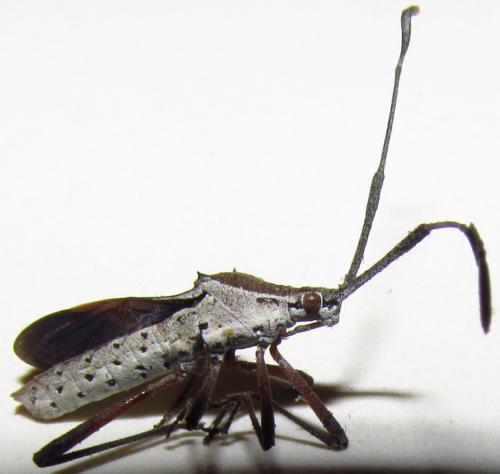 Réf. 137 622 : Chariesterus armatus