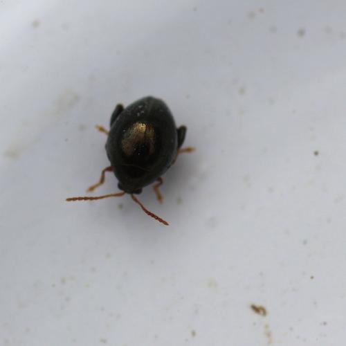 Réf. 137 867 : Apteropeda sp.
