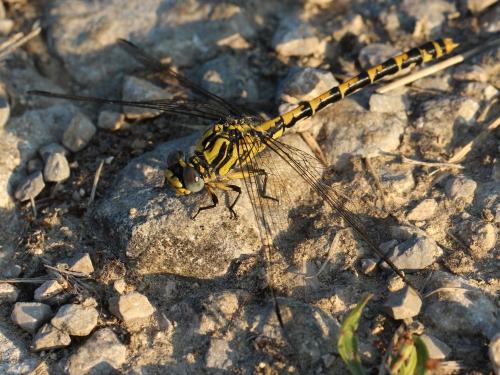Onychogomphus uncatus