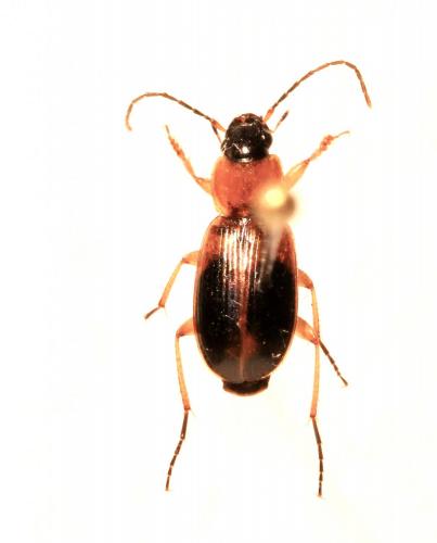 Réf. 137 855 : Badister sp.