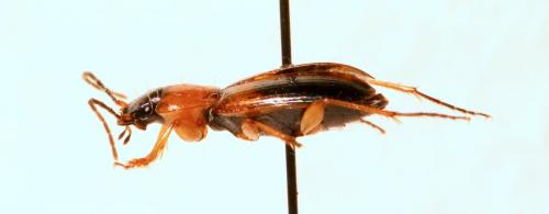 Badister sp.