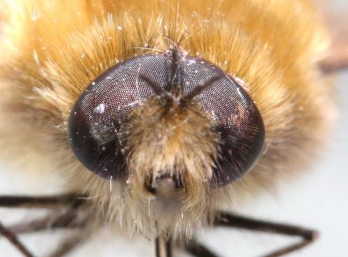 Bombylius venosus