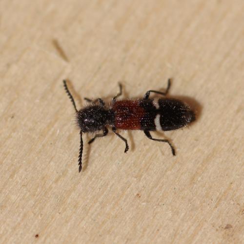 Réf. 137 990 : Tilloidea unifasciata