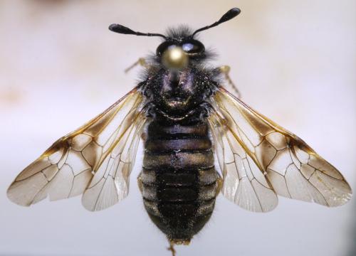 Abia sp.