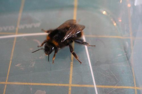 Réf. 137 261 : Bombus pratorum