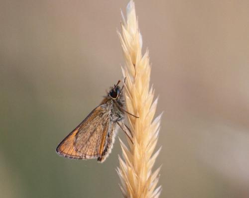 Thymelicus sp.