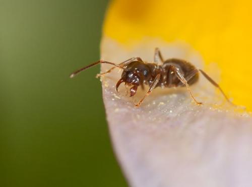 Réf. 137 028 : Lasius sp.