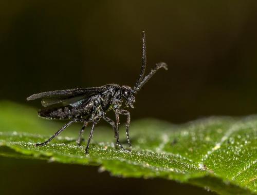 Réf. 137 569 : Phymatocera aterrima